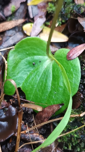 Cyrtostylis robusta (large gnat-orchid) (alternate view 2)