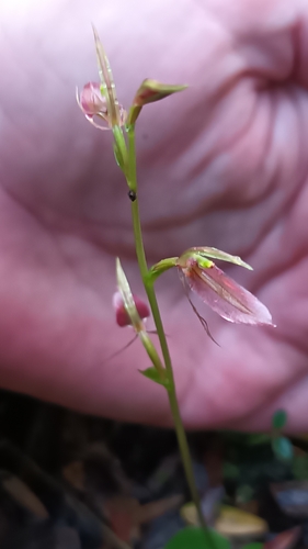 Cyrtostylis robusta (large gnat-orchid) (alternate view 3)