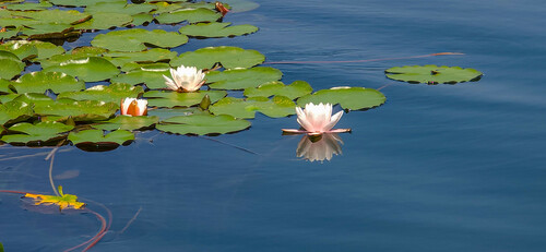 Nymphaea alba (European White Waterlily)