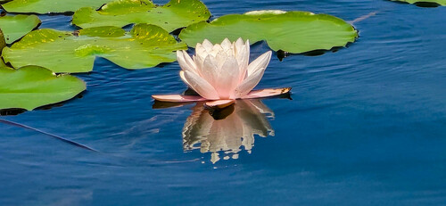 Nymphaea alba (European White Waterlily)