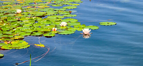 Nymphaea alba (European White Waterlily)