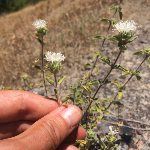 Monardella villosa (Coyote Mint) (alternate view 5)