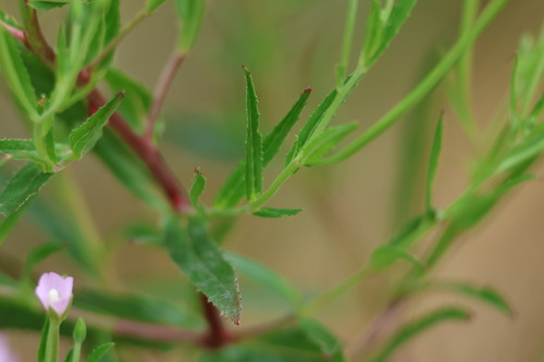 Epilobium tetragonum (Square-stemmed Willowherb)