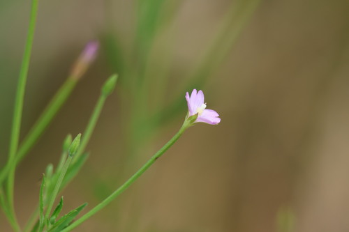 Epilobium tetragonum (Square-stemmed Willowherb)