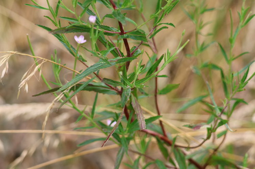 Epilobium tetragonum (Square-stemmed Willowherb)