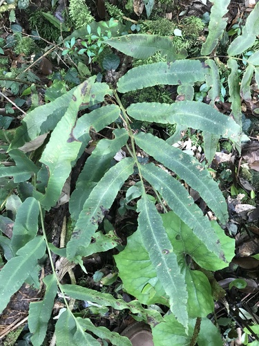 Dryopteris sieboldii (alternate view 8)