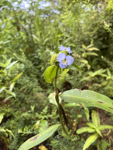 Commelina virginica (Virginia Dayflower) (alternate view 8)