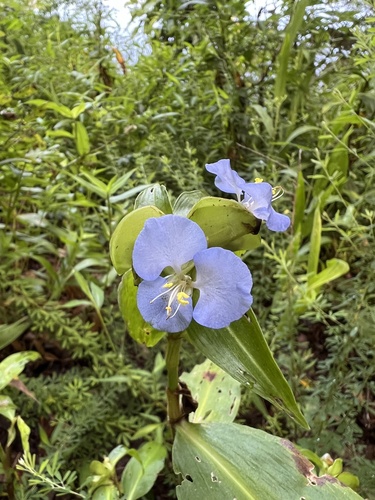 Commelina virginica (Virginia Dayflower) (alternate view 7)