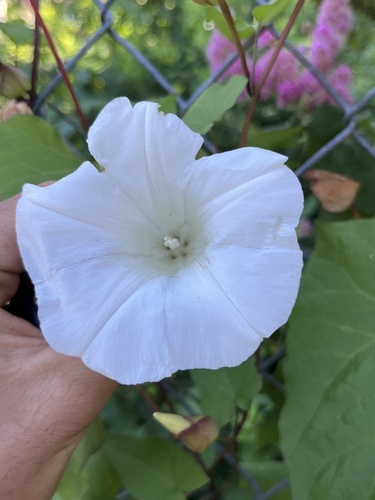 Calystegia × lucana (Hybrid Bindweed)