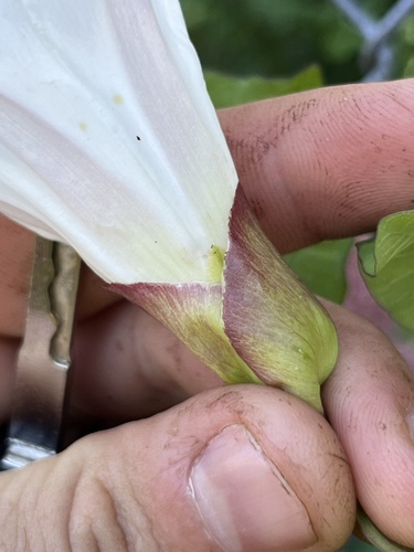 Calystegia × lucana (Hybrid Bindweed) (alternate view 2)