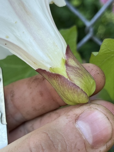 Calystegia × lucana (Hybrid Bindweed) (alternate view 3)