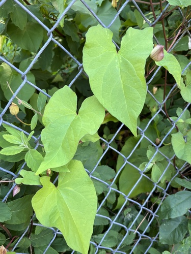 Calystegia × lucana (Hybrid Bindweed) (alternate view 4)