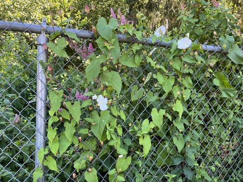 Calystegia × lucana (Hybrid Bindweed) (alternate view 5)