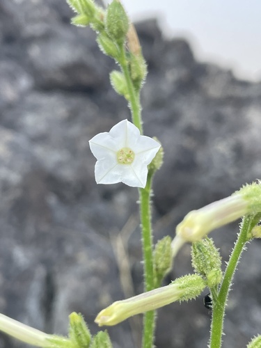 Nicotiana (tobaccos) (alternate view 7)