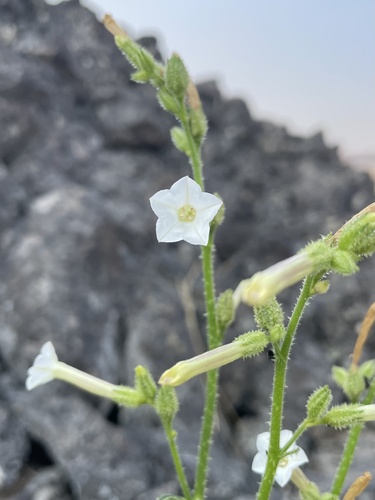 Nicotiana (tobaccos) (alternate view 8)