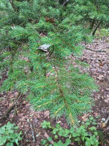 Picea rubens (red spruce) (alternate view 6)