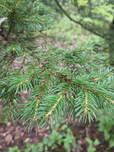 Picea rubens (red spruce) (alternate view 7)