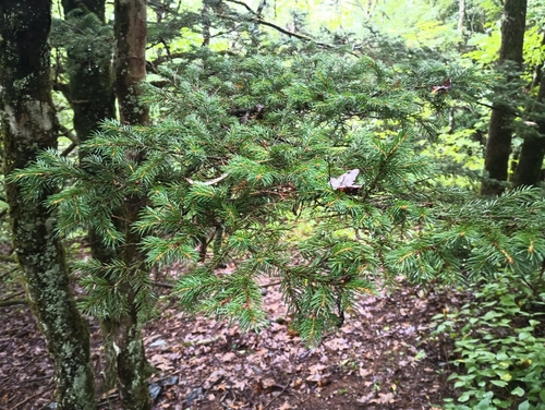Picea rubens (red spruce) (alternate view 8)