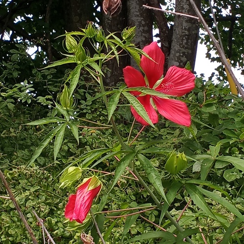Hibiscus coccineus (Scarlet Rose Mallow)