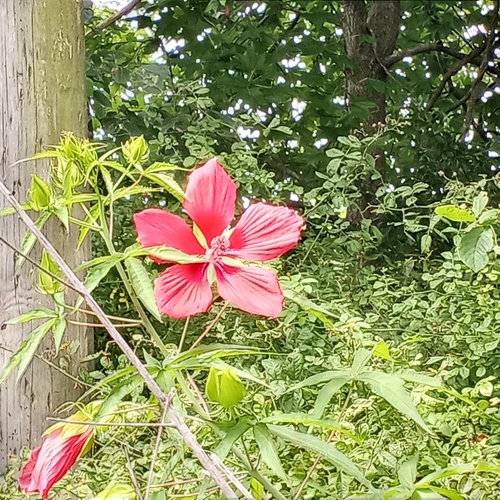 Hibiscus coccineus (Scarlet Rose Mallow)