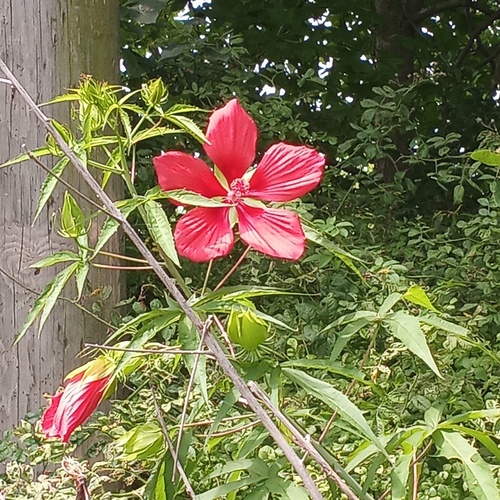 Hibiscus coccineus (Scarlet Rose Mallow)