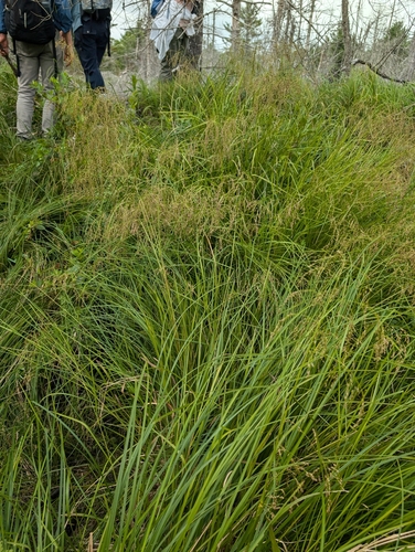 Glyceria (Sweet Grasses)