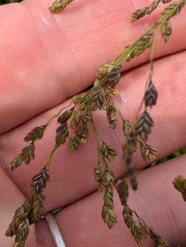 Glyceria (Sweet Grasses) (alternate view 2)