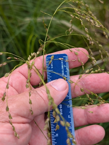 Glyceria (Sweet Grasses) (alternate view 3)
