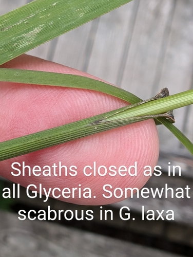 Glyceria (Sweet Grasses) (alternate view 4)