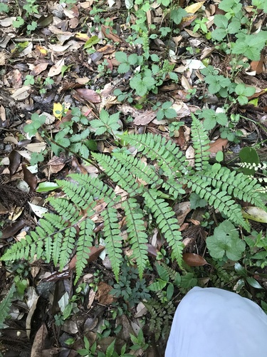 Athyrium otophorum (Eared Lady Fern) (alternate view 5)