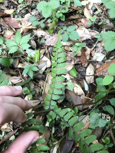 Athyrium otophorum (Eared Lady Fern) (alternate view 3)