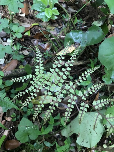 Athyrium otophorum (Eared Lady Fern)