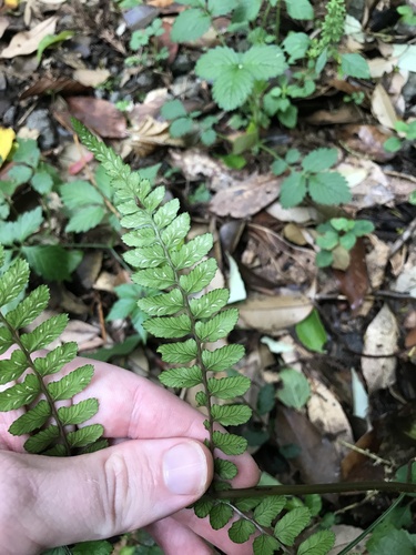 Athyrium otophorum (Eared Lady Fern) (alternate view 4)