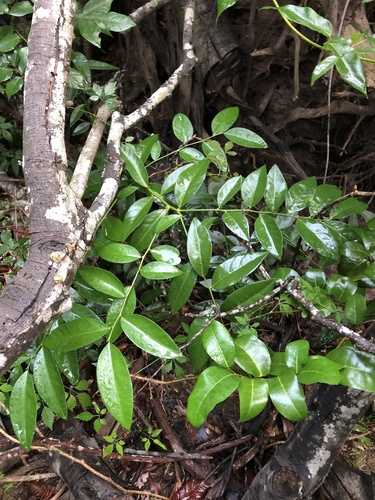 Capparis arborea (Brush Caper Berry) (alternate view 5)