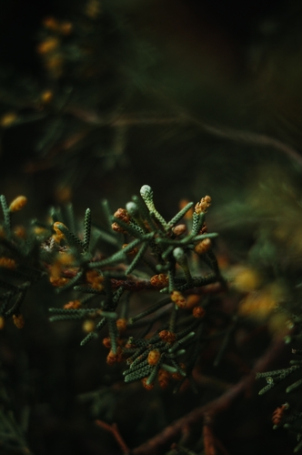 Juniperus californica (California Juniper)