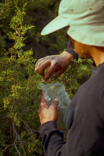 Juniperus californica (California Juniper)