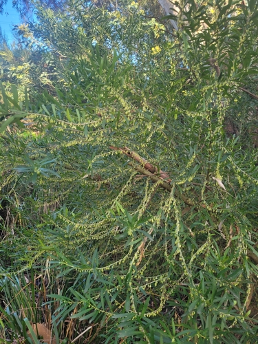 Melicytus dentatus (tree violet) (alternate view 5)