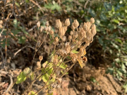 Drymocallis glandulosa (Sticky Cinquefoil)