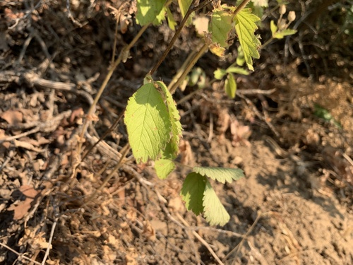 Drymocallis glandulosa (Sticky Cinquefoil) (alternate view 2)