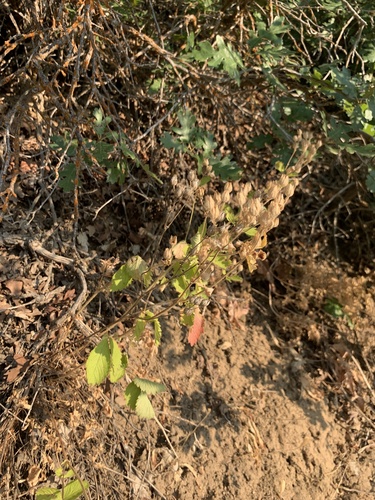 Drymocallis glandulosa (Sticky Cinquefoil) (alternate view 3)