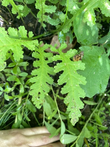 Pedicularis canadensis (Canadian lousewort)
