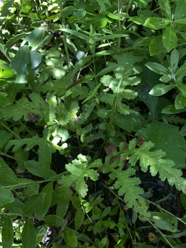 Pedicularis canadensis (Canadian lousewort)