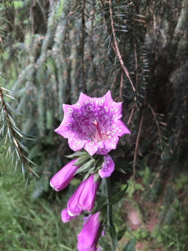 Digitalis purpurea (common foxglove) (alternate view 7)