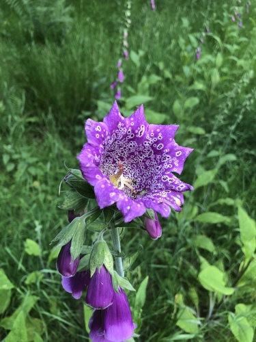 Digitalis purpurea (common foxglove) (alternate view 5)