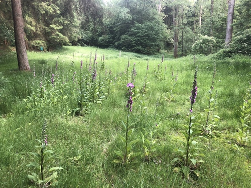Digitalis purpurea (common foxglove) (alternate view 4)