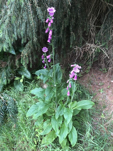 Digitalis purpurea (common foxglove) (alternate view 6)