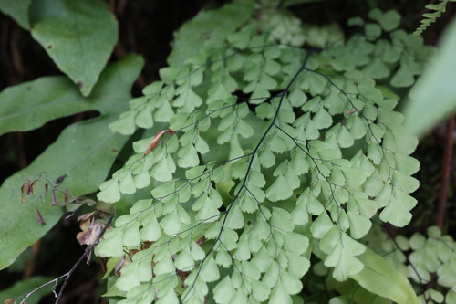 Adiantum venustum (Himalayan maidenhair fern) (alternate view 3)