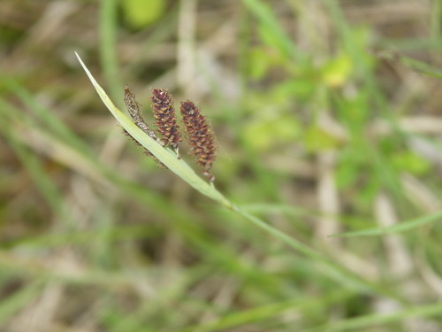 Carex flacca (Blue Sedge)