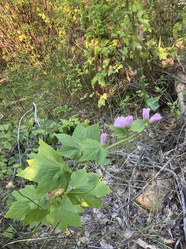 Iliamna rivularis (Streambank Globemallow) (alternate view 2)