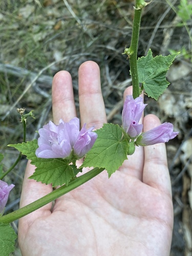 Iliamna rivularis (Streambank Globemallow)